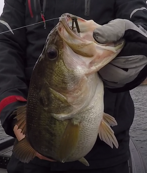 S.S. Minnow Head